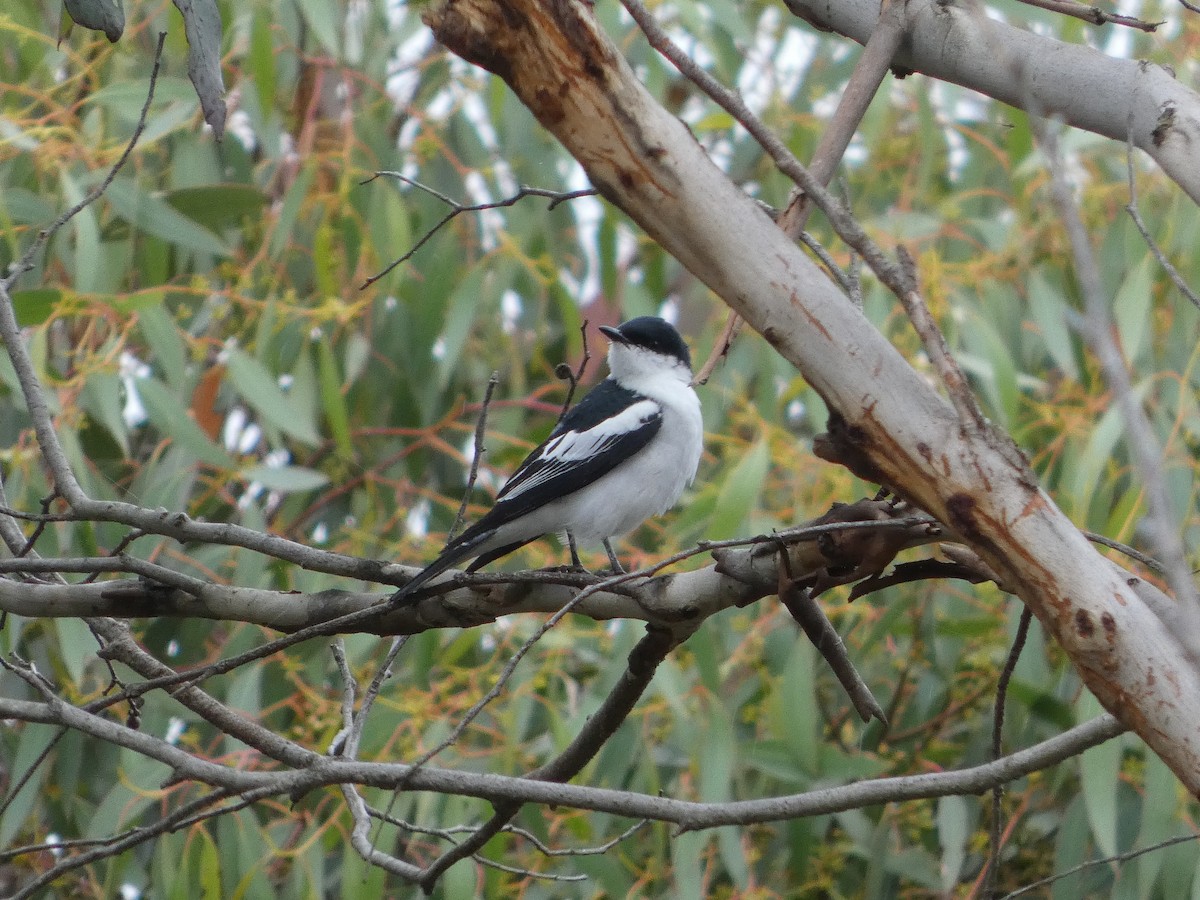White-winged Triller - ML646164169