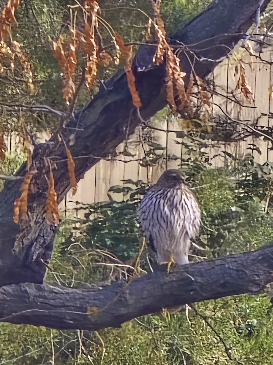 Cooper's Hawk - ML646164170