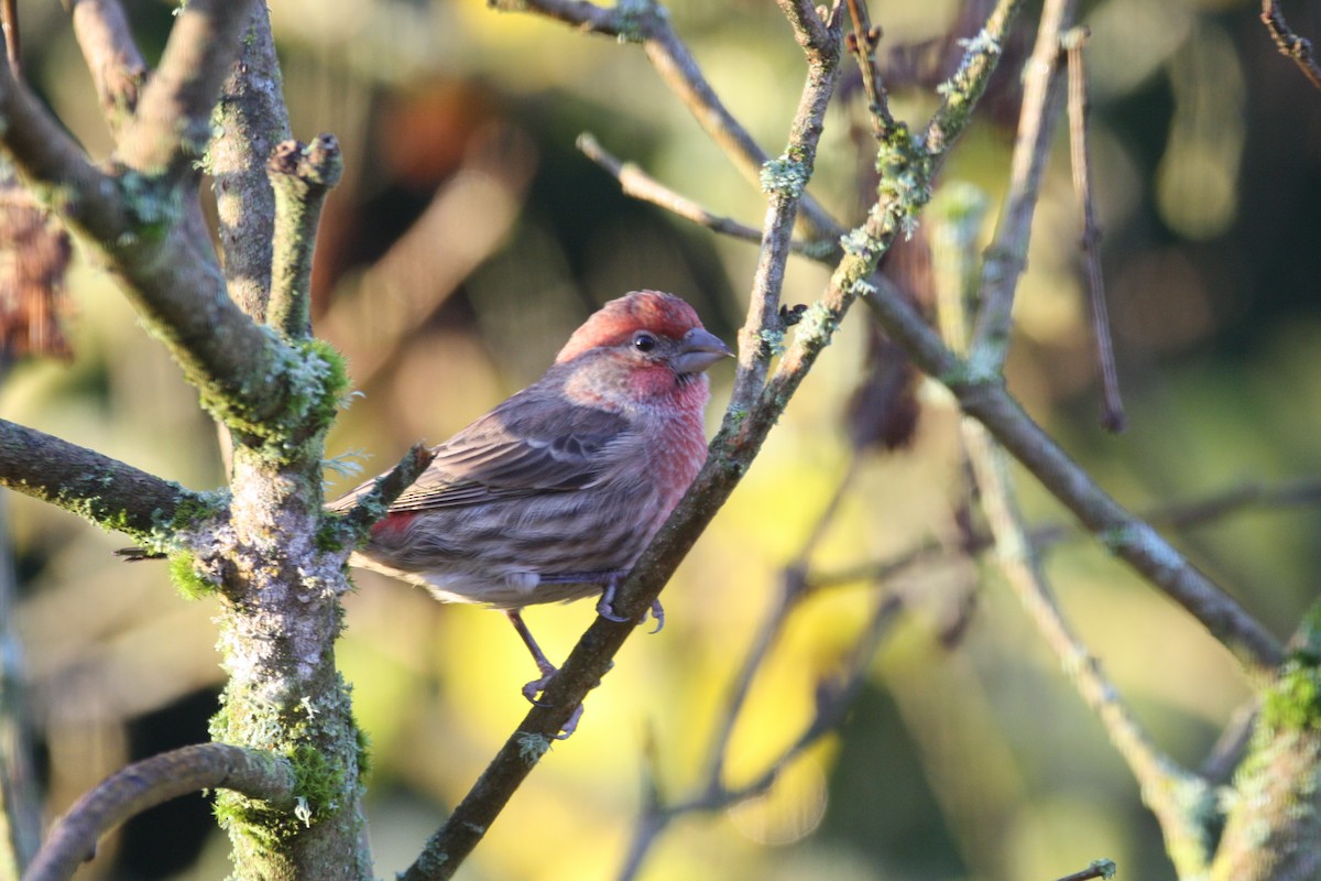 Burugorri arrunta - ML646164171