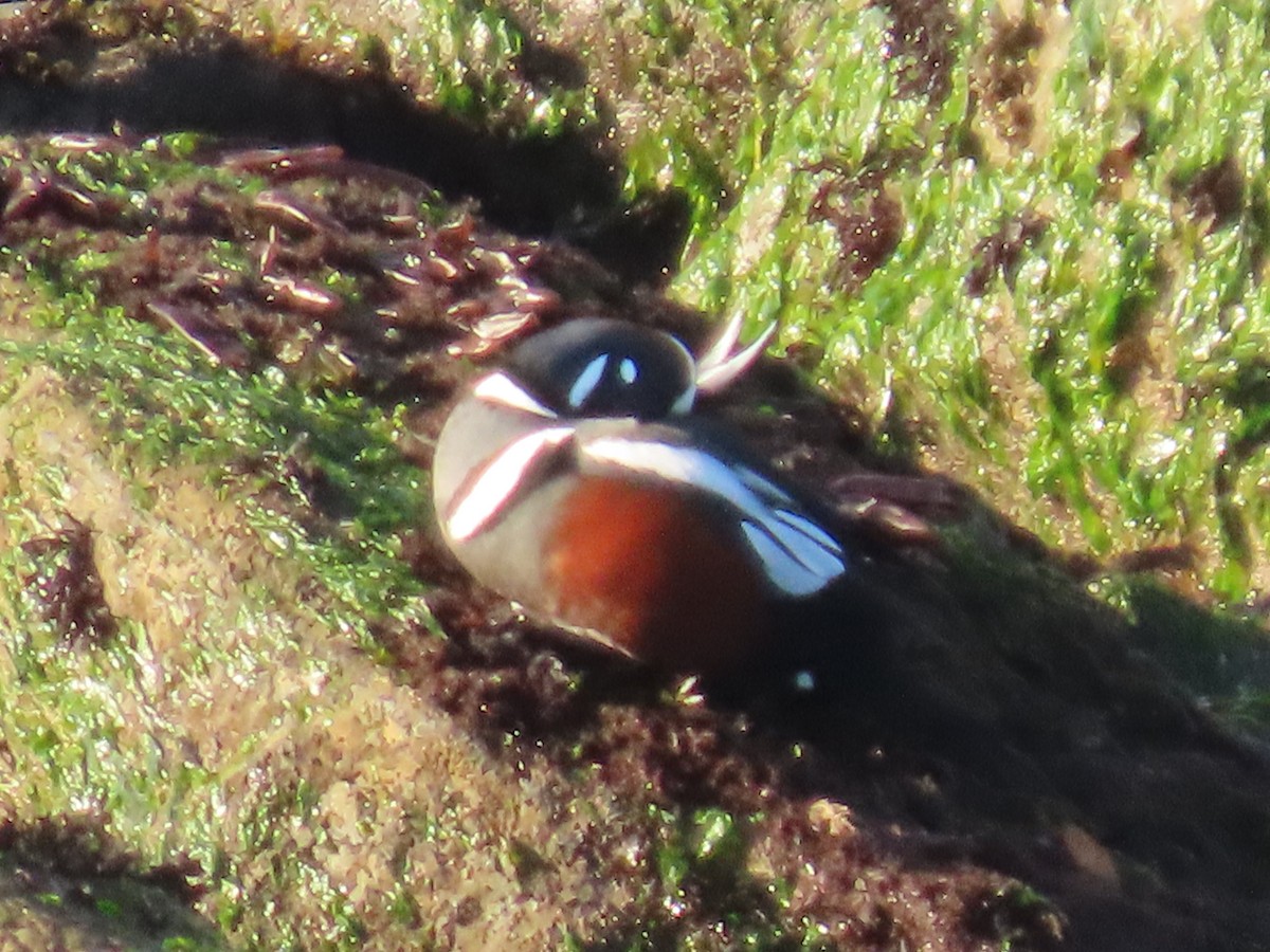 Ahate arlekina - ML646164173