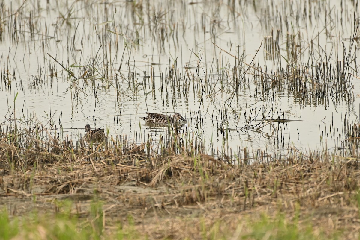 Udako zertzeta - ML646164174