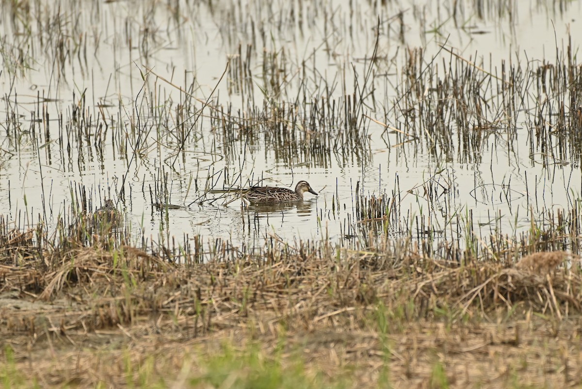 Udako zertzeta - ML646164175