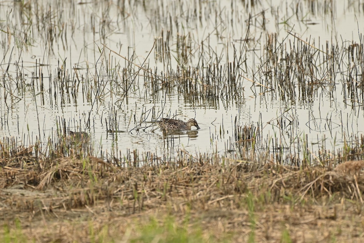 Udako zertzeta - ML646164176