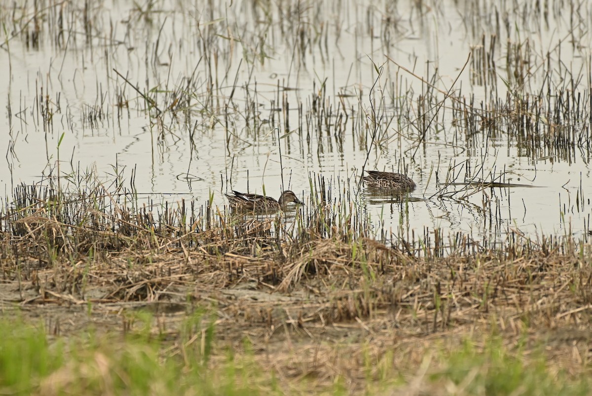 Udako zertzeta - ML646164178