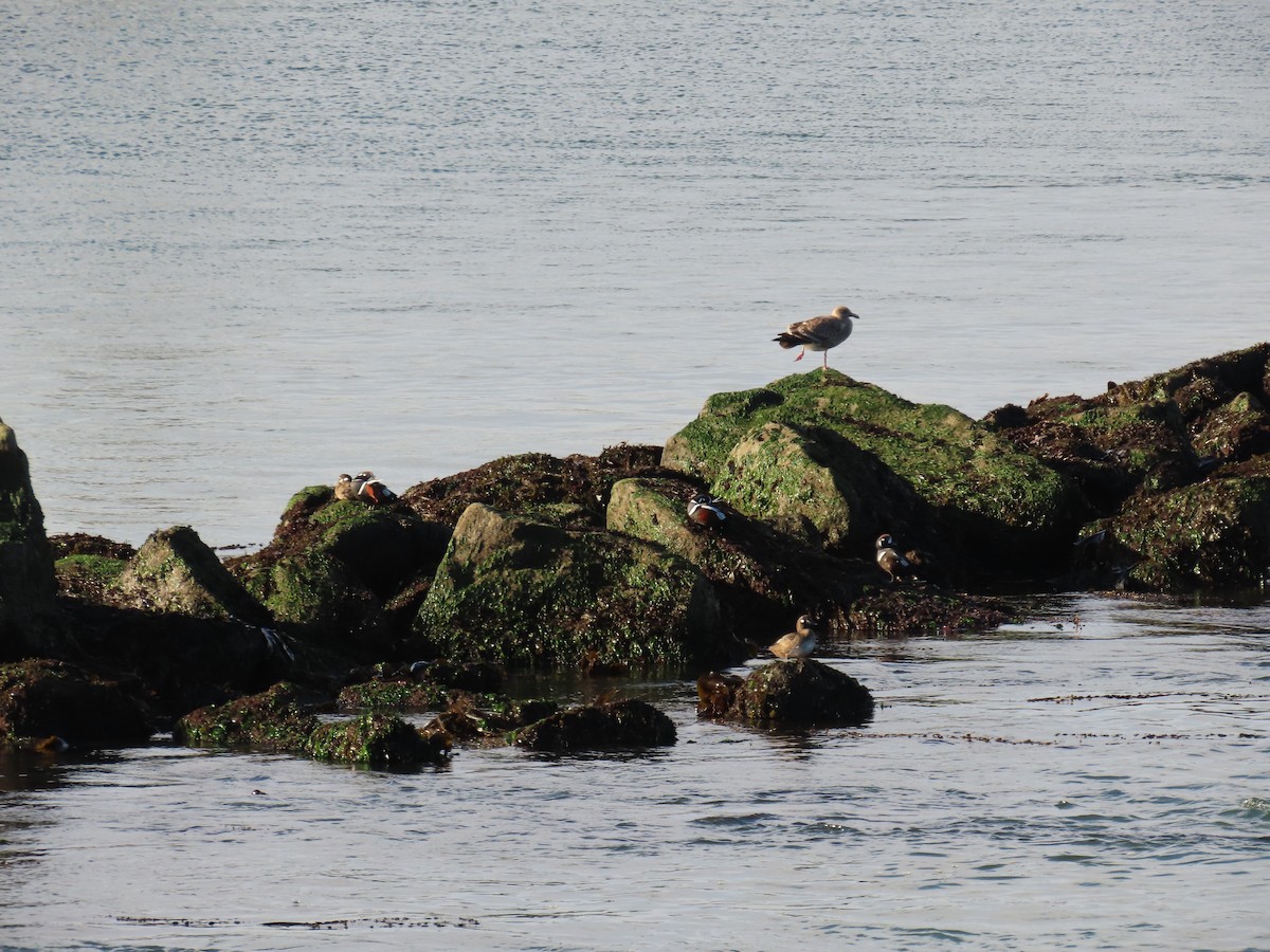 Ahate arlekina - ML646164180