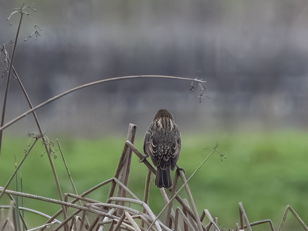 Red-winged Blackbird - ML646164182