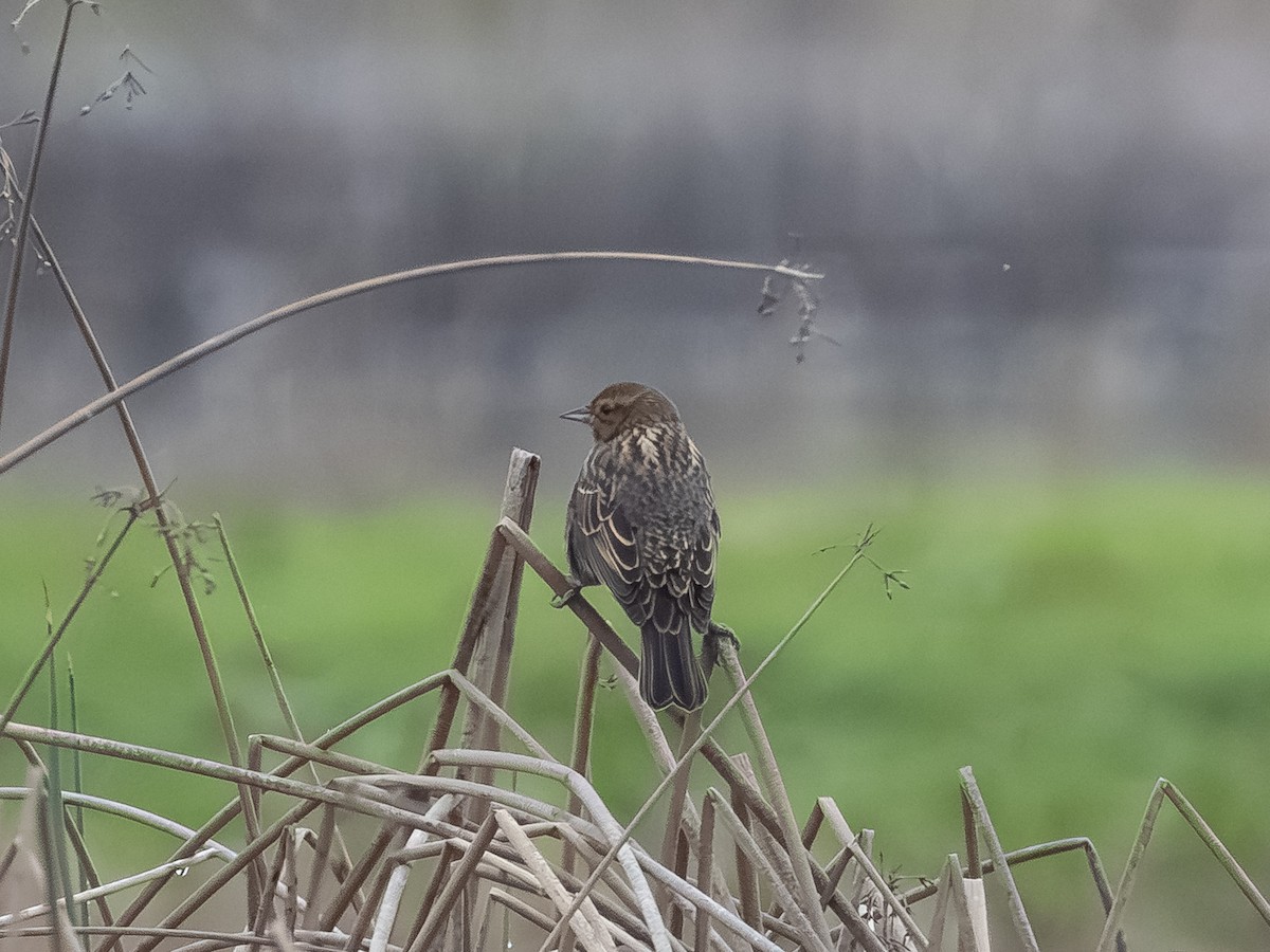 Red-winged Blackbird - ML646164183