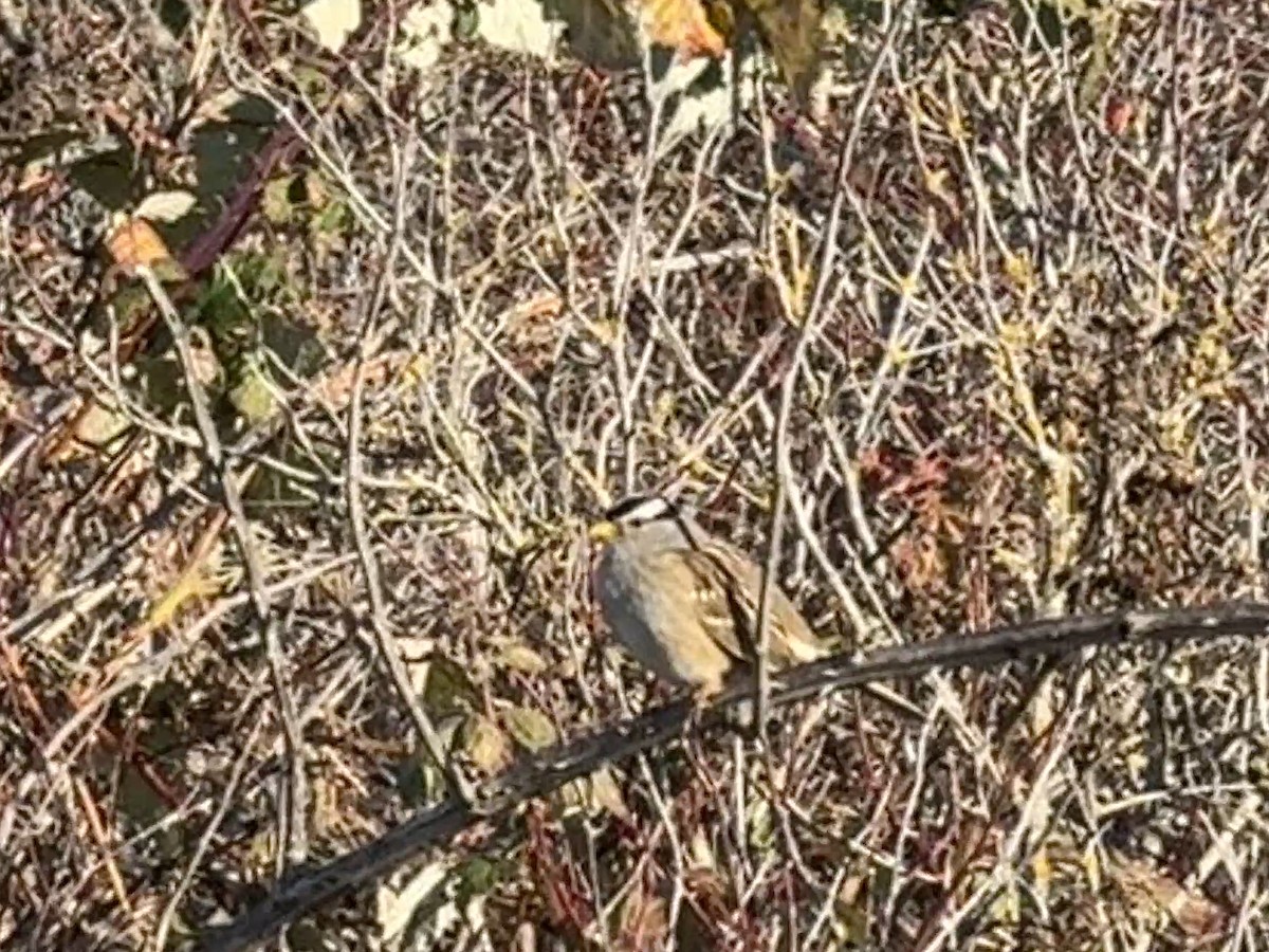White-crowned Sparrow - ML646164184
