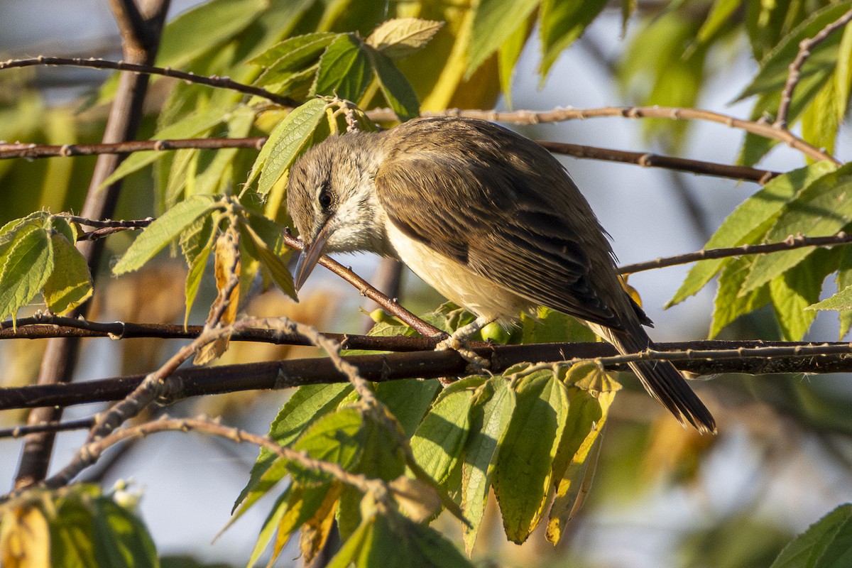 Lezkari ekialdetarra - ML646164185