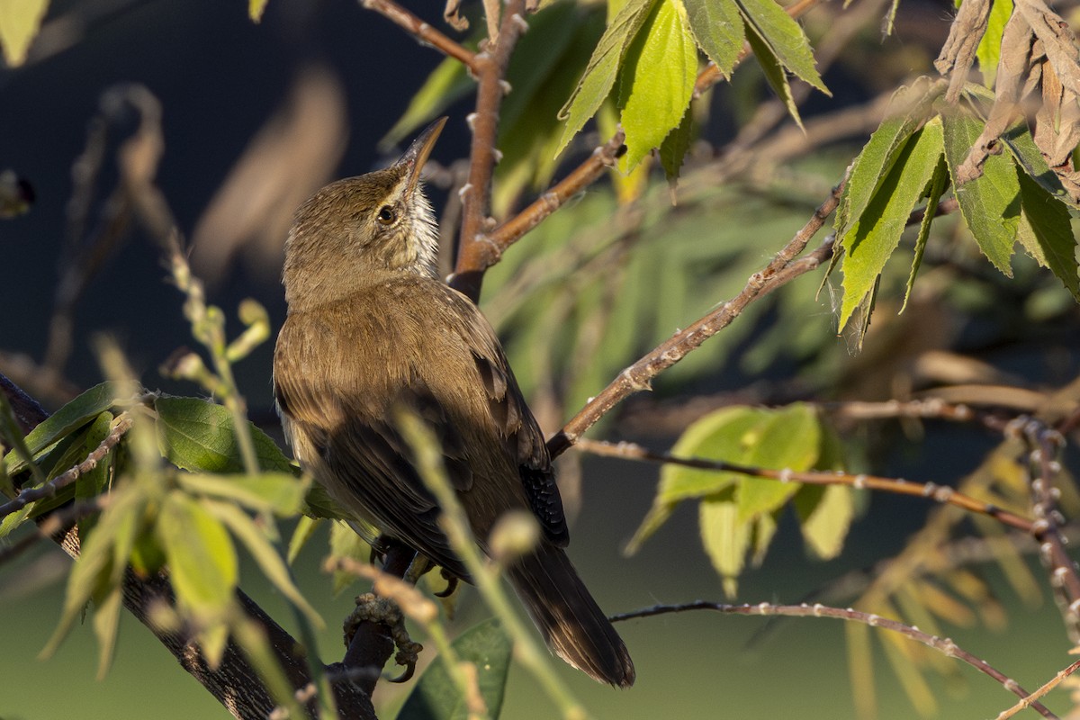 Lezkari ekialdetarra - ML646164186