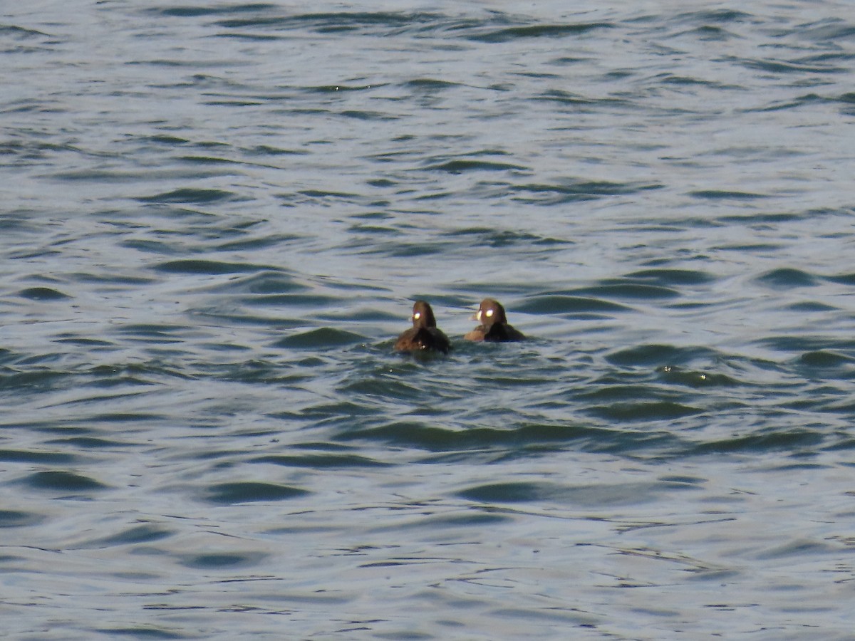 Ahate arlekina - ML646164187