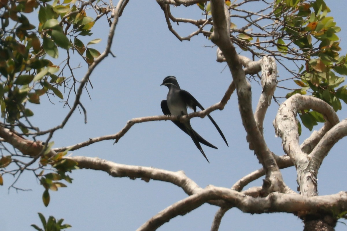 Moustached Treeswift - ML646164188
