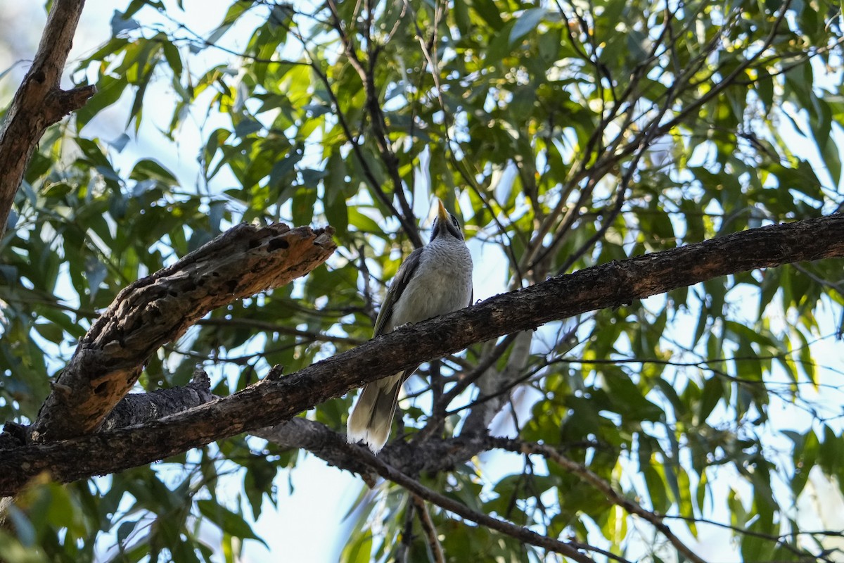 Noisy Miner - ML646164189