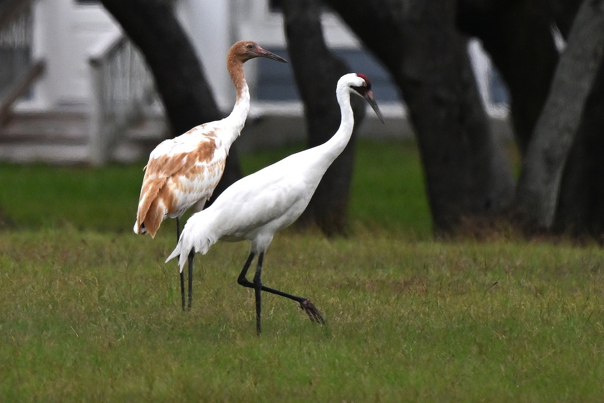 Kurrilo zuria - ML646164190