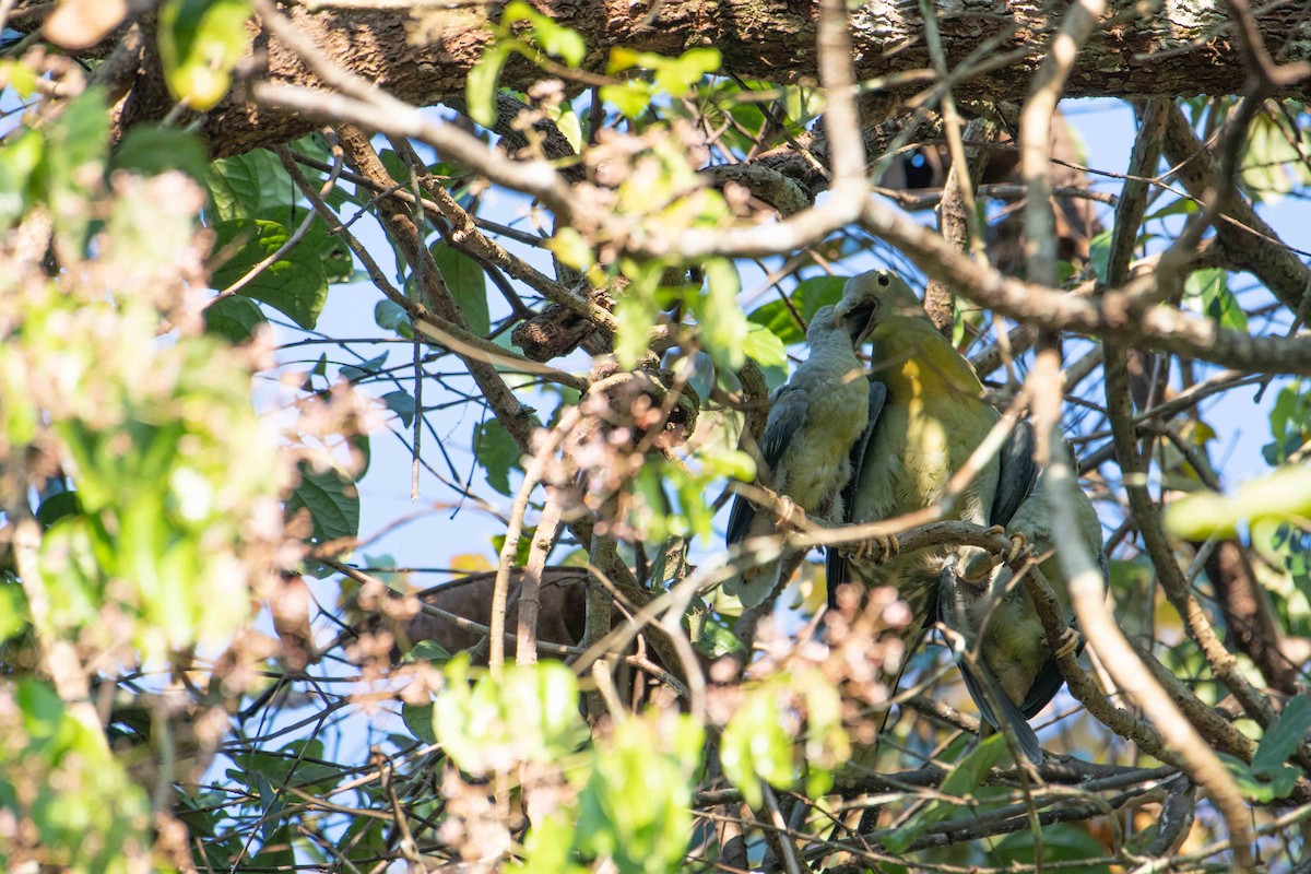 Large Green-Pigeon - ML646164193