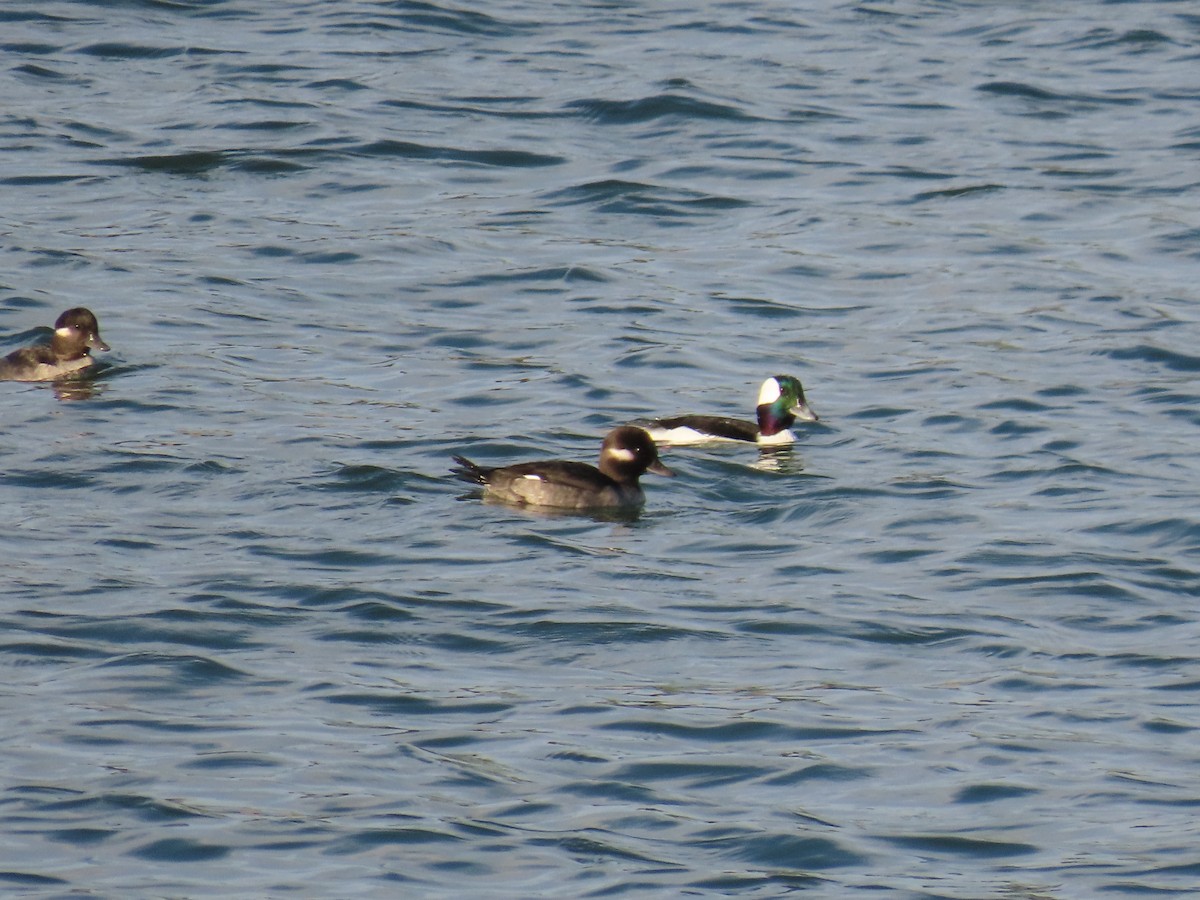 Murgilari buruzuria - ML646164202