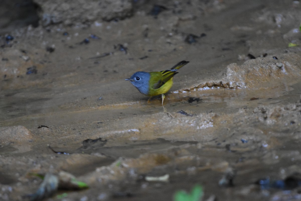 gråhodefluejeger - ML646164204