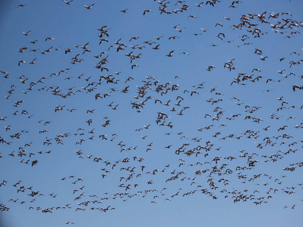 Snow Goose - ML646164205