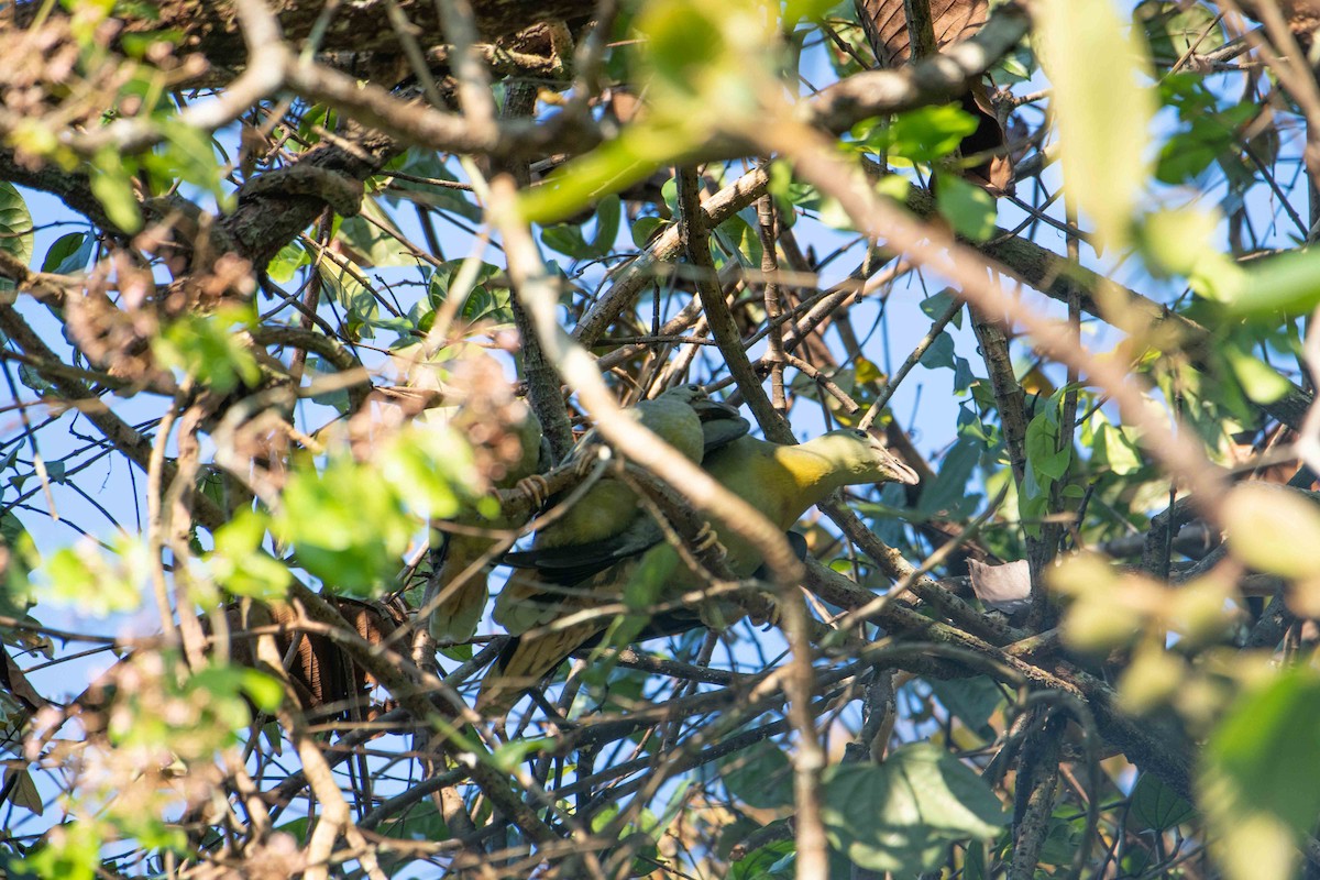 Large Green-Pigeon - ML646164209