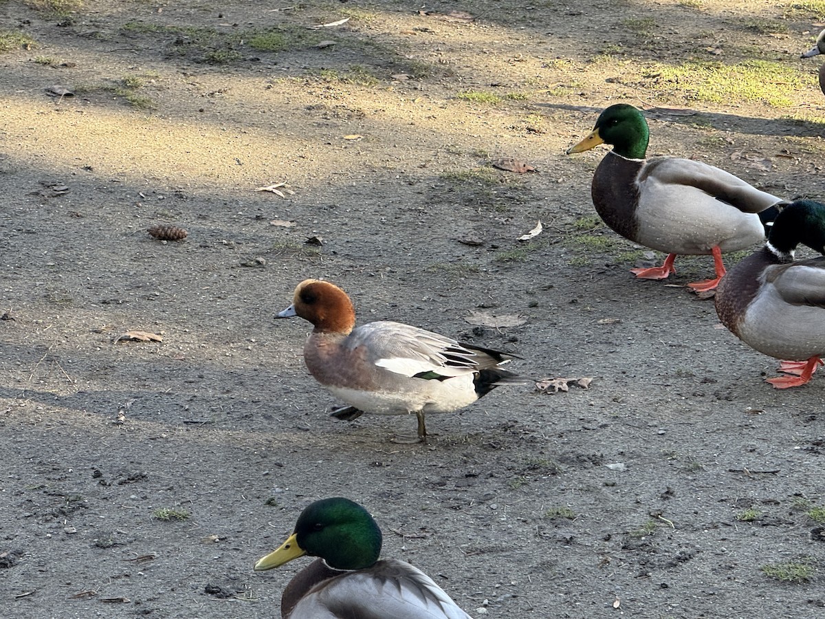 Eurasian Wigeon - ML646164215