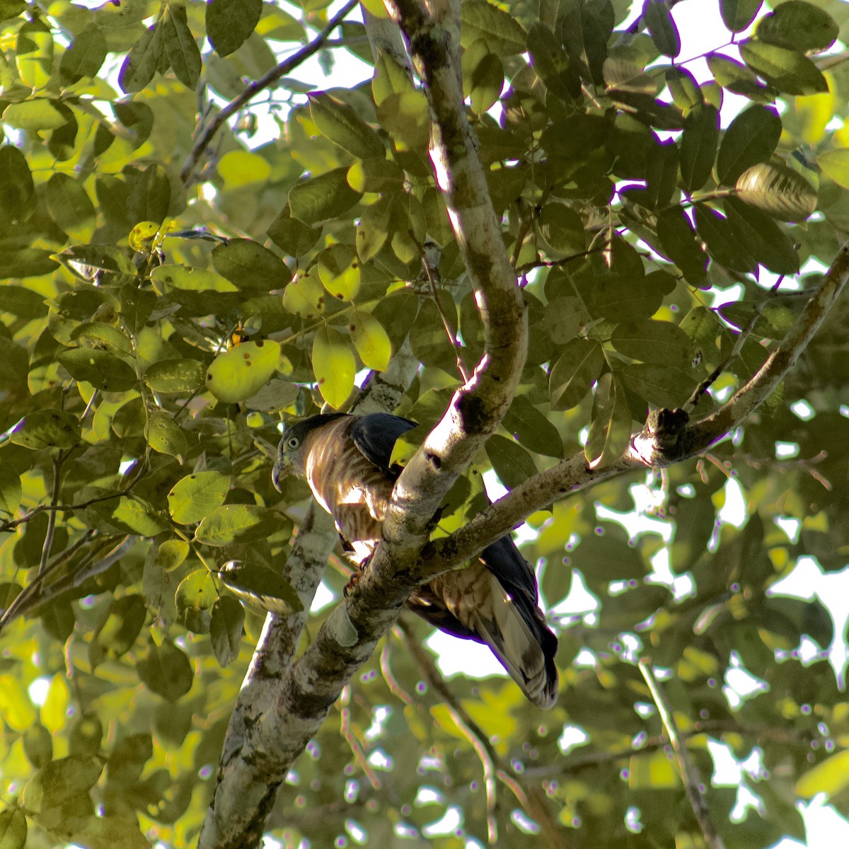Hook-billed Kite - ML646164216