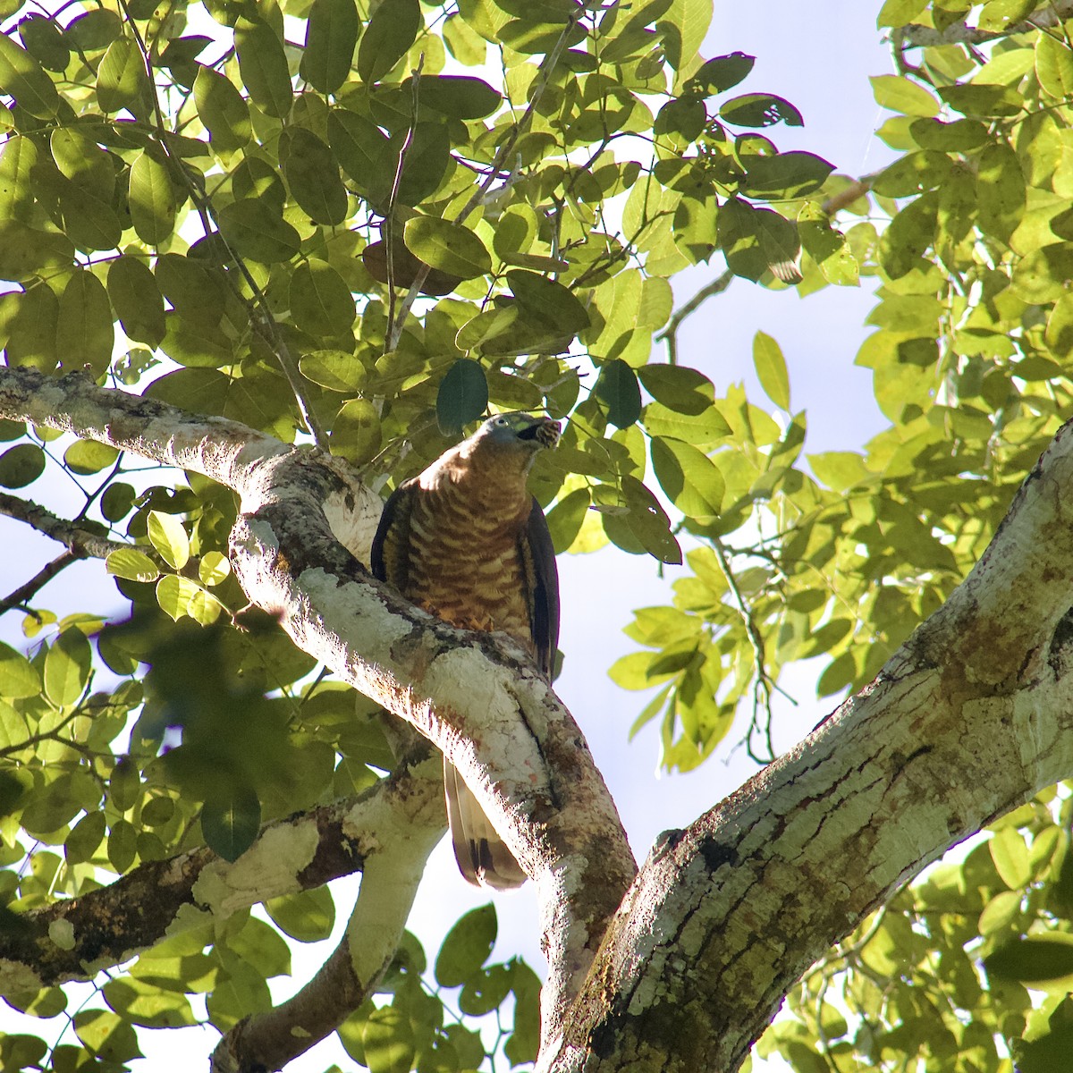 Hook-billed Kite - ML646164217