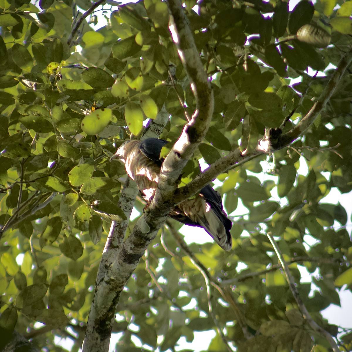 Hook-billed Kite - ML646164218