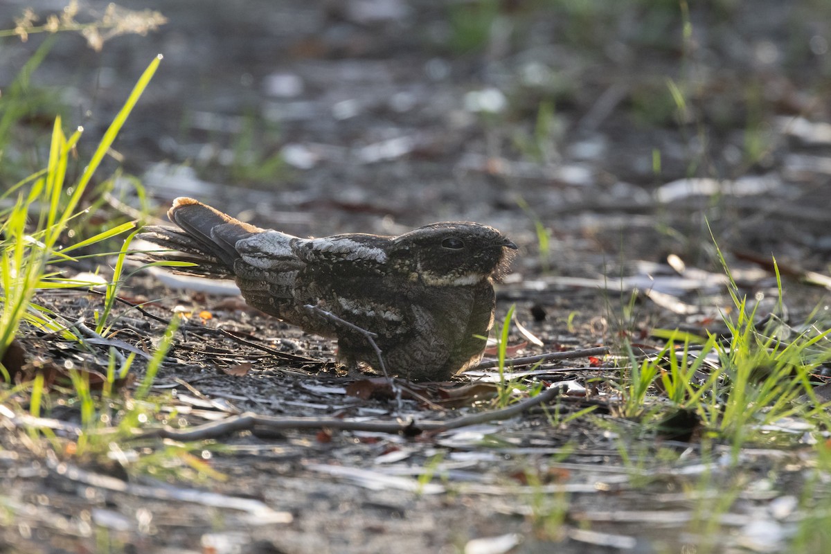 Chotacabras Bigotudo - ML646164219