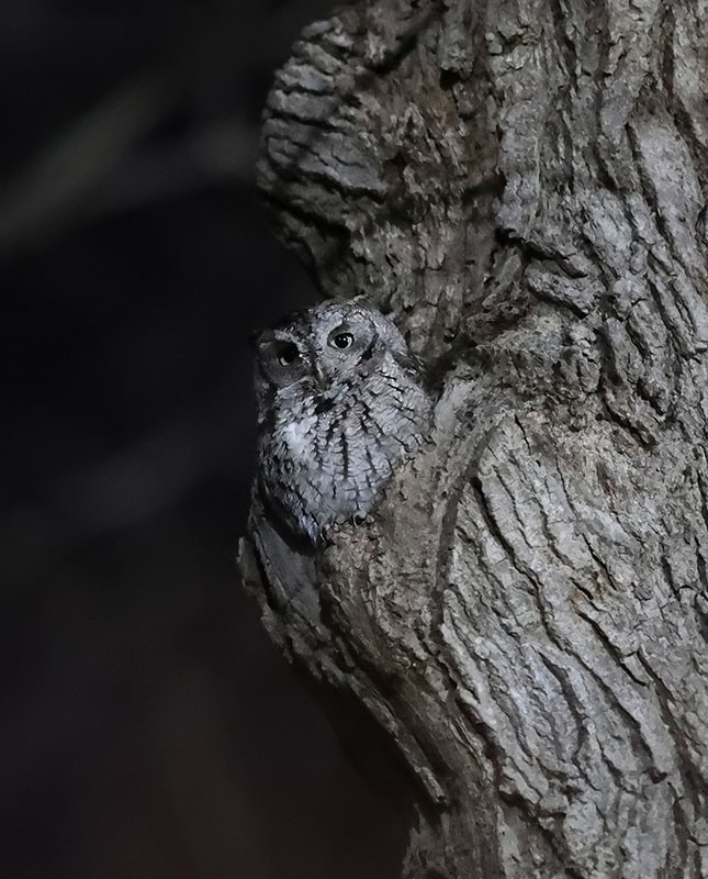 Eastern Screech-Owl - ML646164223