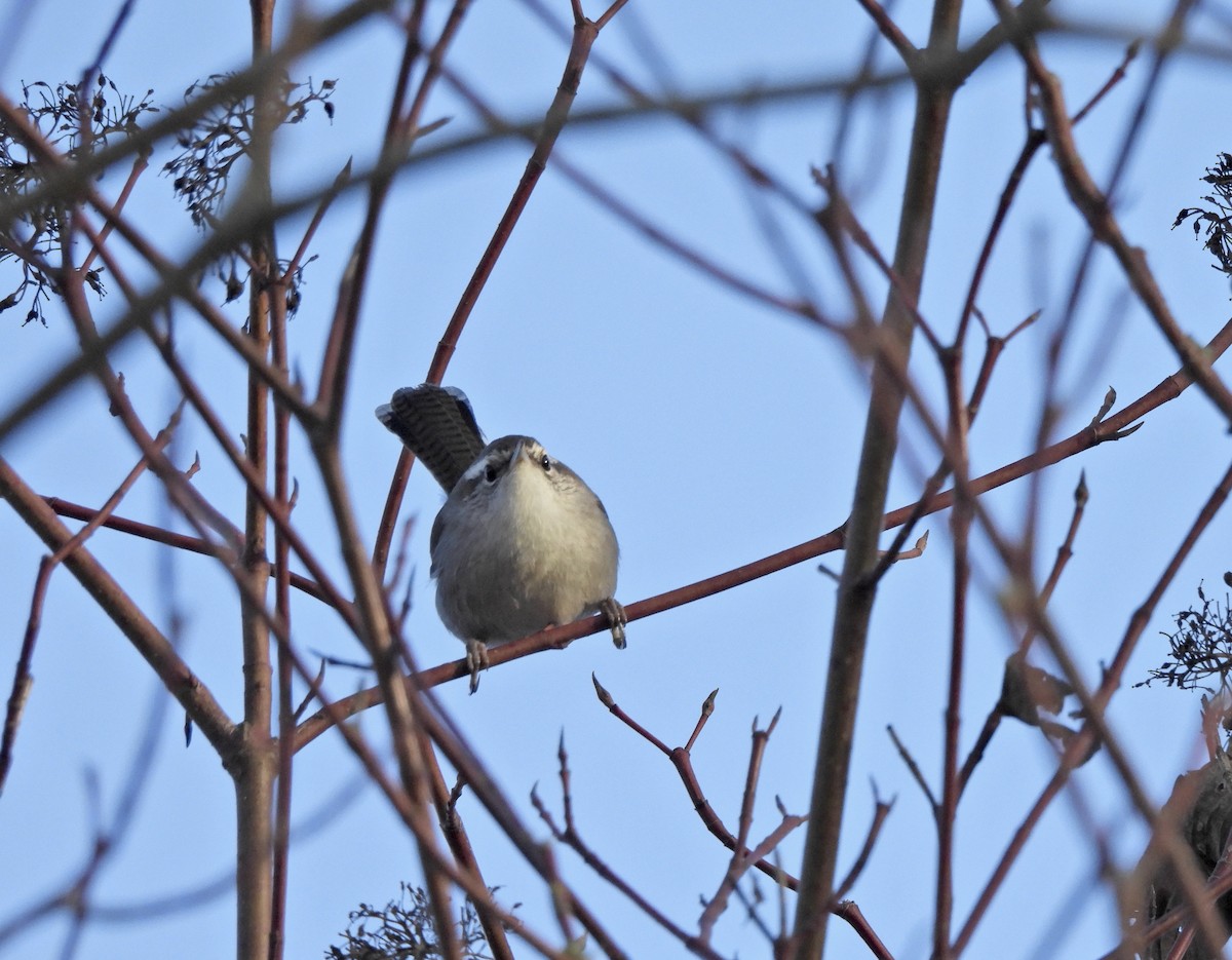 Підбуреник - ML646164225