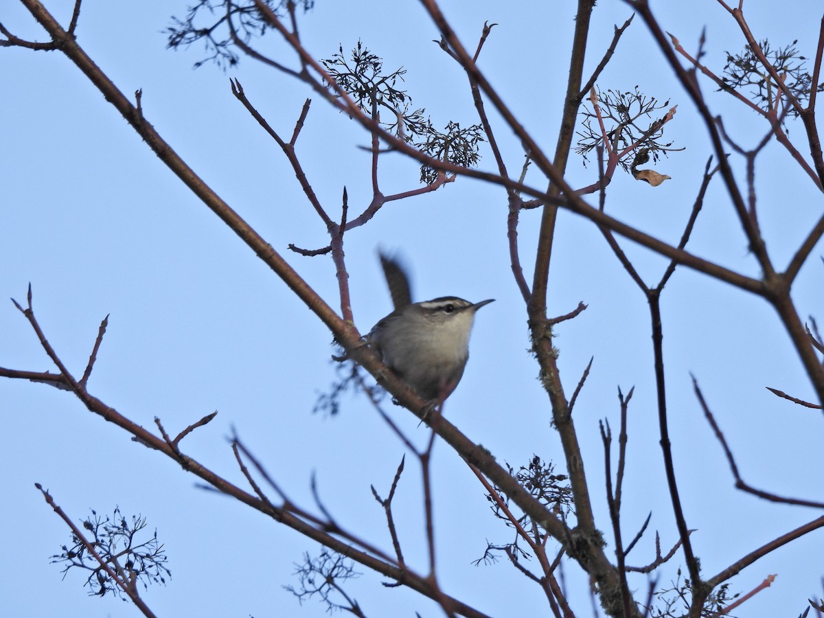 Підбуреник - ML646164226