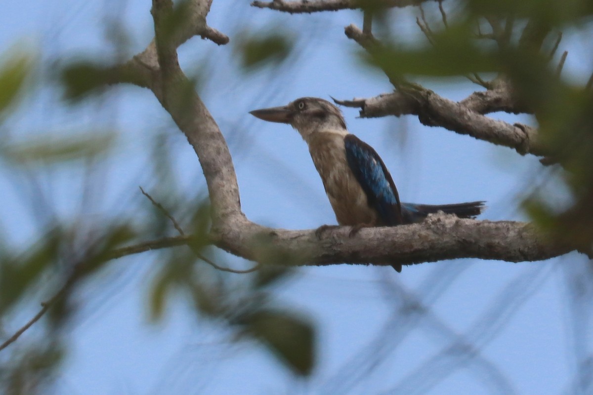 Blue-winged Kookaburra - ML646164227