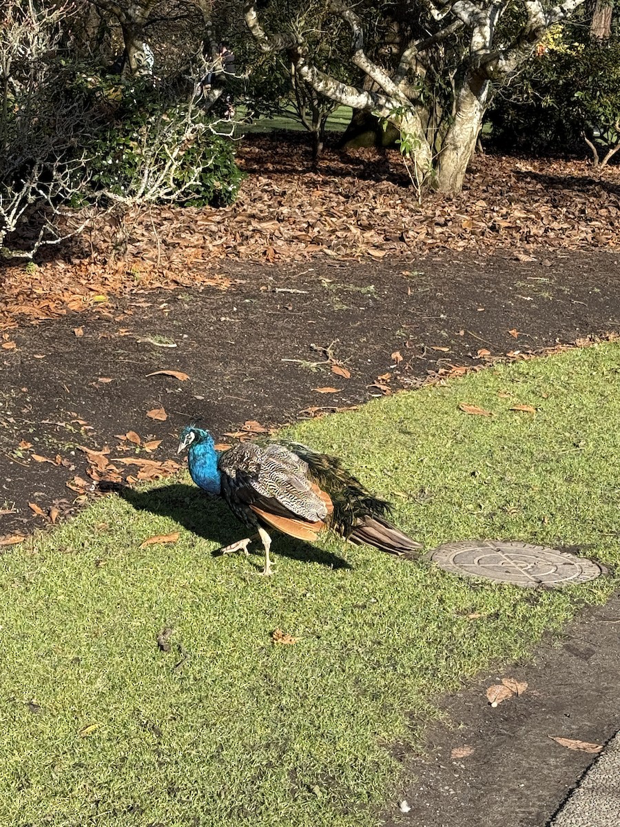 Indian Peafowl - ML646164230