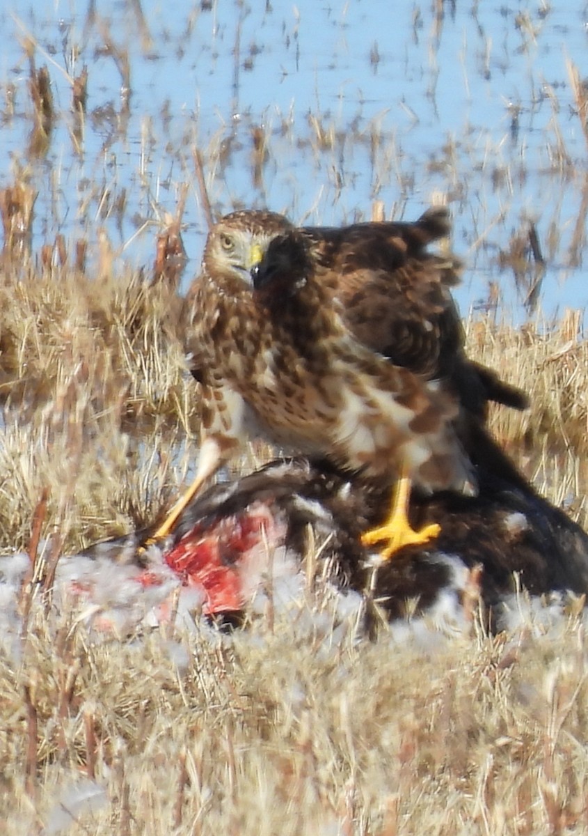 Cooper's Hawk - ML646164236