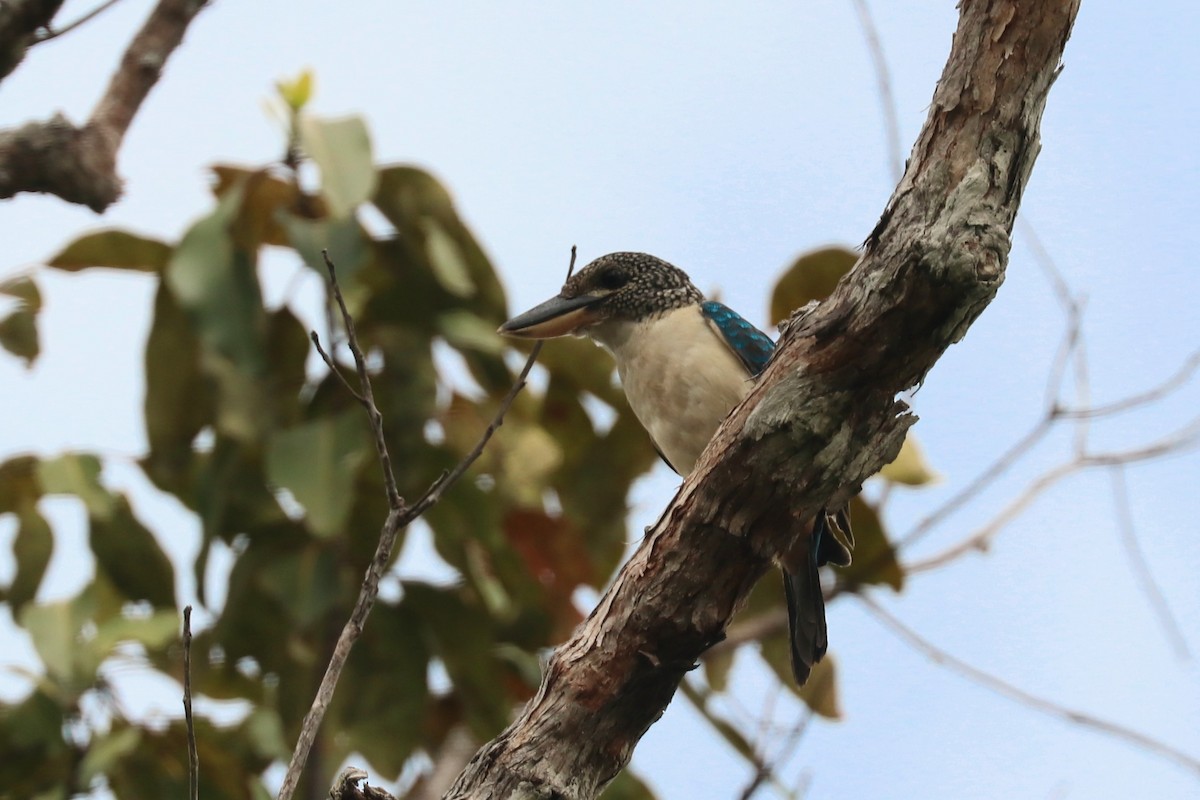 Spangled Kookaburra - ML646164243