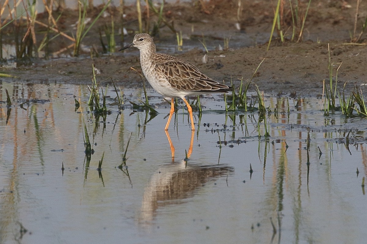 לוחם - ML646164246