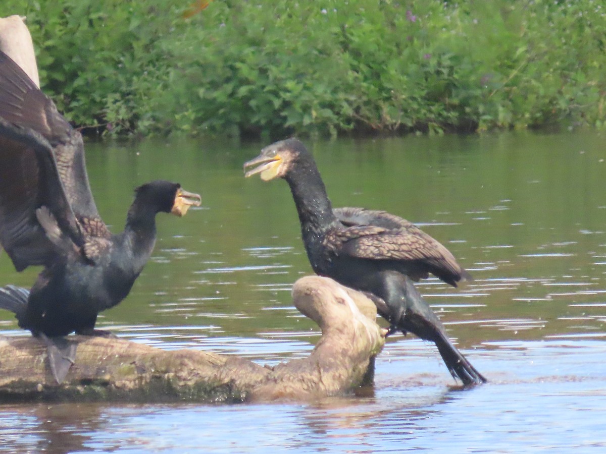 storskarv - ML646164247