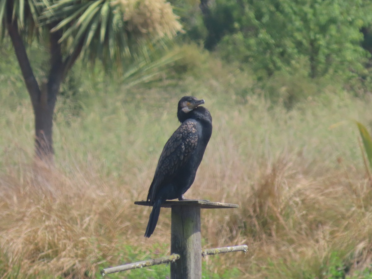 storskarv - ML646164248