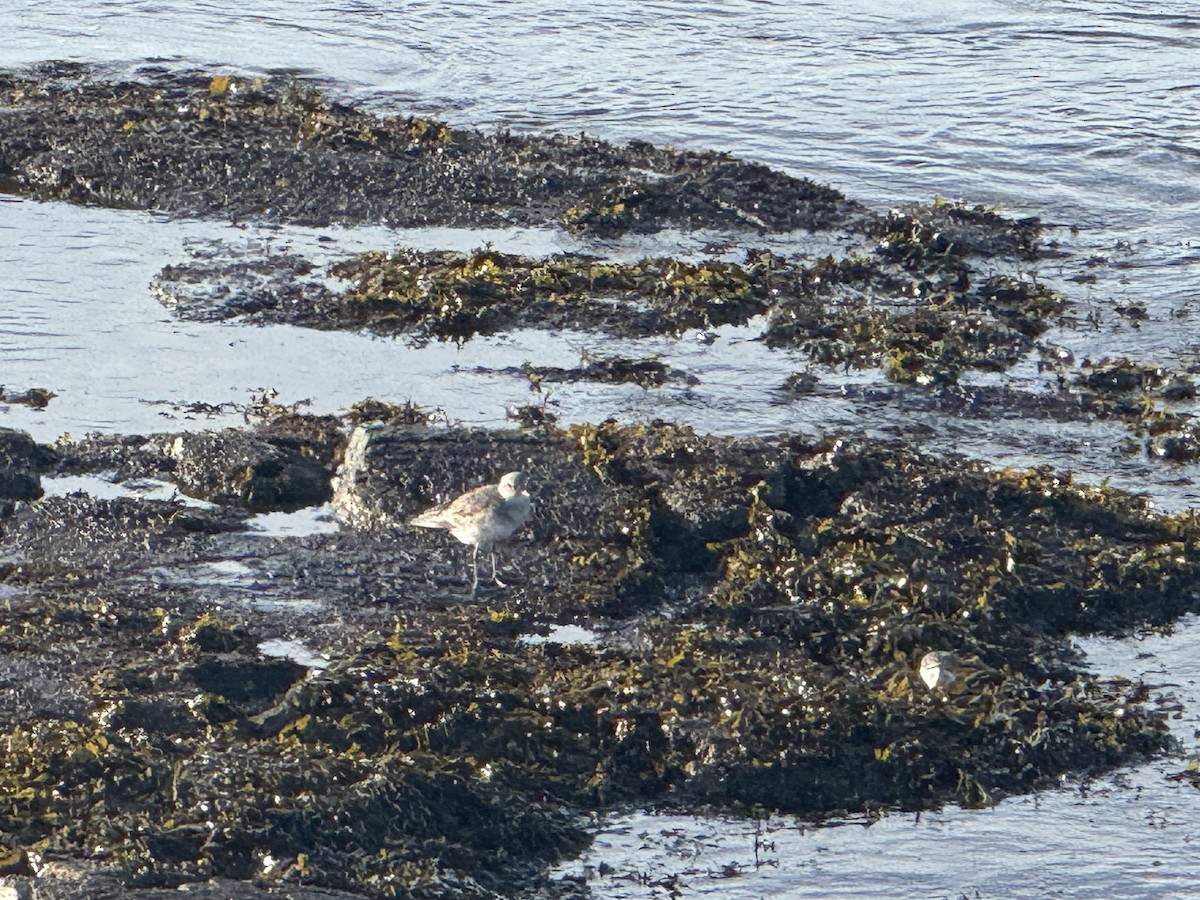 Black-bellied Plover - ML646164253