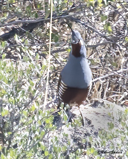 Mountain Quail - ML646164256