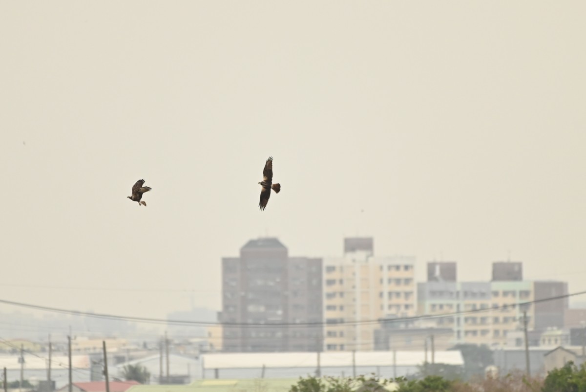 Eastern Marsh Harrier - ML646164257