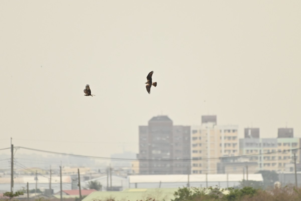 Eastern Marsh Harrier - ML646164258