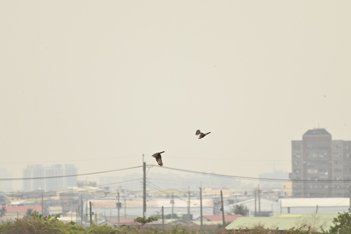 Eastern Marsh Harrier - ML646164259