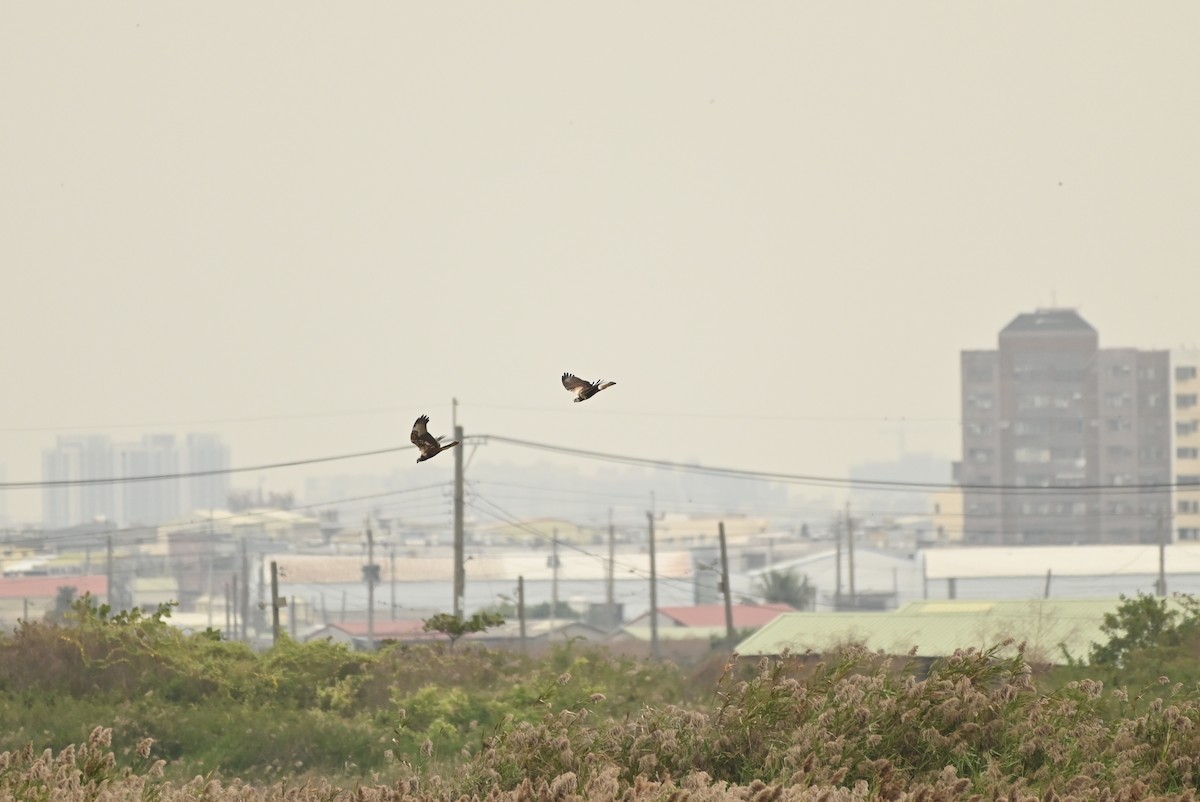 Eastern Marsh Harrier - ML646164260