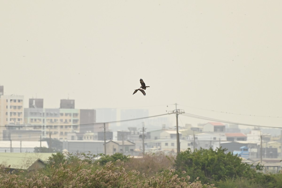 Eastern Marsh Harrier - ML646164262