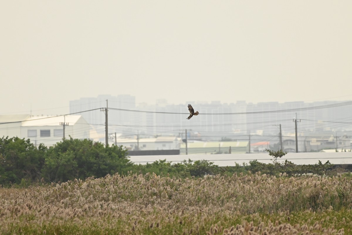 Eastern Marsh Harrier - ML646164263
