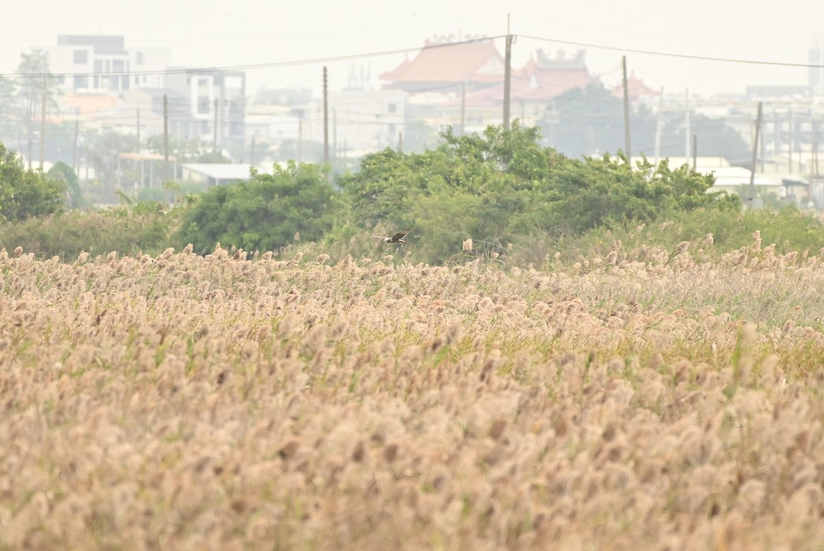 Eastern Marsh Harrier - ML646164264