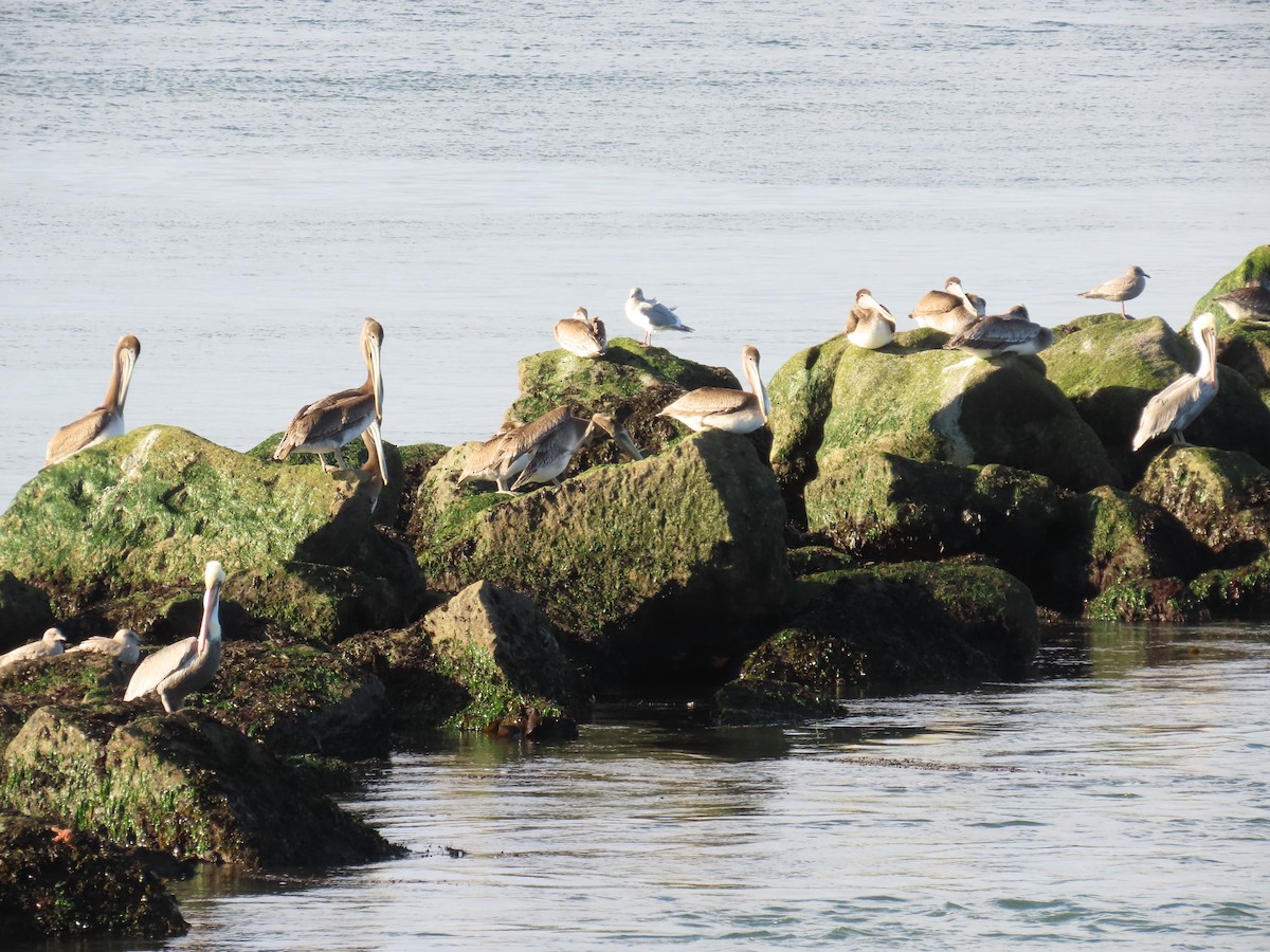 Brown Pelican - ML646164265
