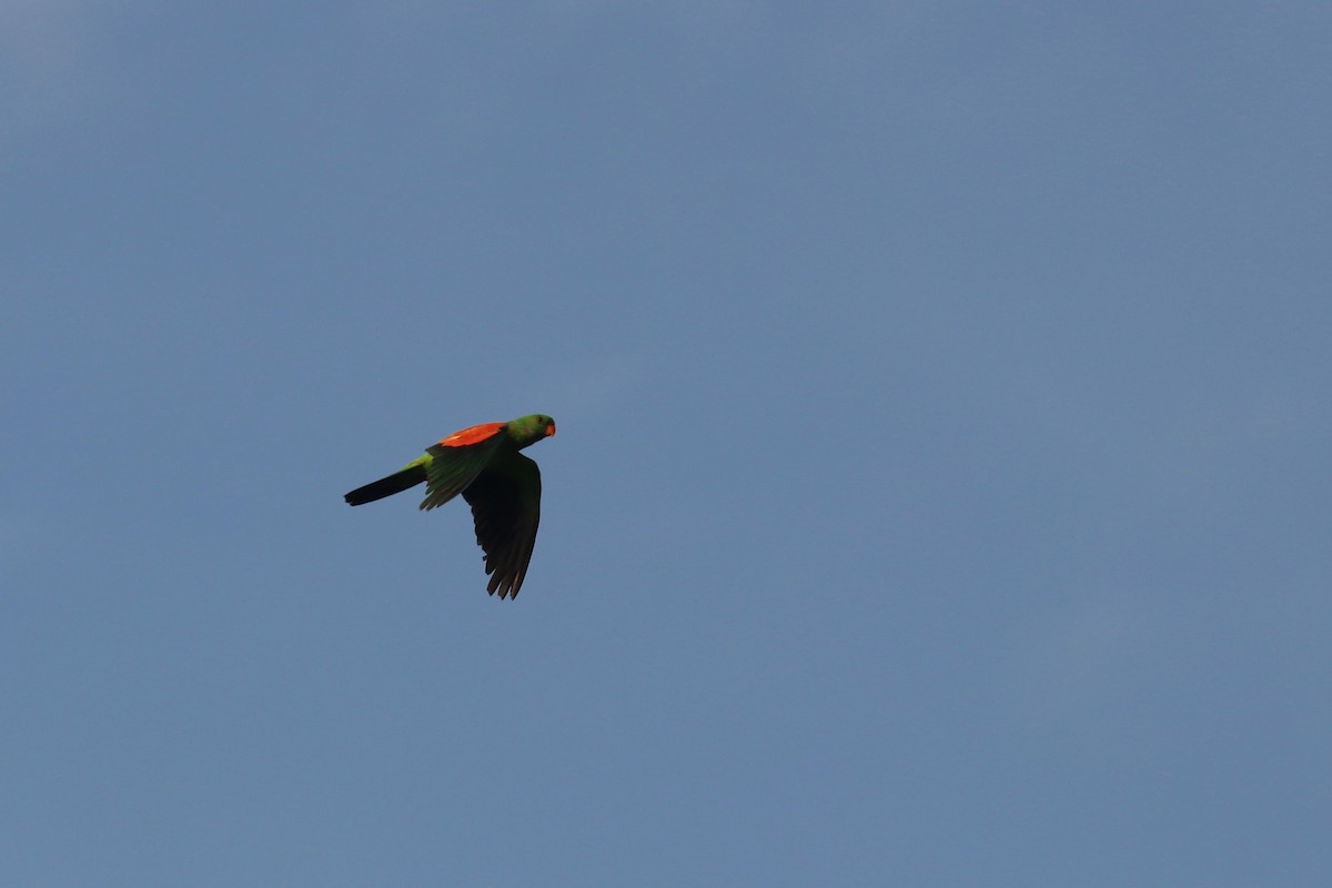 Red-winged Parrot - ML646164267