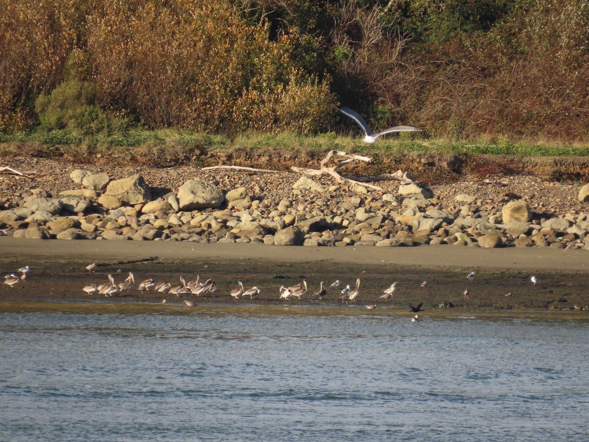 Brown Pelican - ML646164269